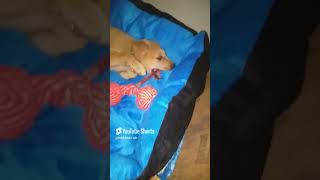 MIMI KA NEW BED AAYA mimi doglover pets labrador mimii vlog lovelymimi cute [upl. by Mcgray587]