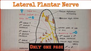 Lateral Plantar Nerve [upl. by Peregrine789]