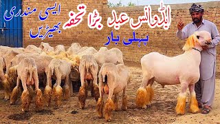 Pakistan ki Na One breeding Mundri sheeps farming absolutely💯original bread cheap package Eid offer [upl. by Ocirnor]