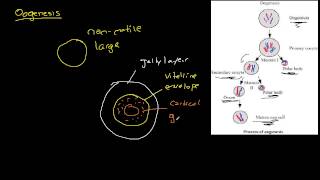 Biology  Oogenesis The Basics [upl. by Isnyl229]