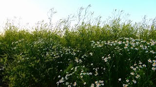 Summer Meadow  Wild Flowers  Birds Singing amp Chirping  Relaxing Nature Sounds [upl. by Wight]