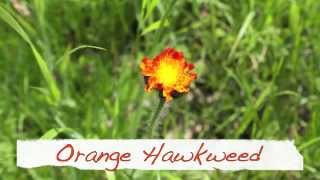 Orange Hawkweed  Orangerotes Habichtskraut  Hieracium Aurantiacum [upl. by Allimac]