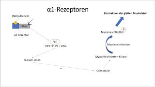 αRezeptoren und βRezeptoren [upl. by Lind]