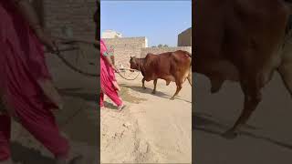 Heavy milk capacity wali gau mata [upl. by Chandal]