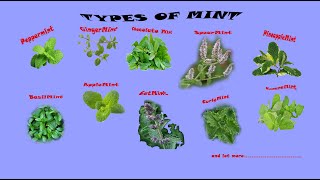 Mint types Mint varieties culinary herbs Pudina type amp its uses for food amp medical uses A to Z [upl. by Lekzehcey]