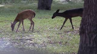 Black Whitetailed Deer  Melanistic quotBlack Deerquot Fawn in Texas [upl. by Akemak]