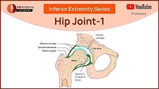 Understanding the Hip Joint Part 1 A Comprehensive Guide with Dr VB [upl. by Alam]