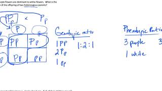 How do I work Genetics problems Part 1  Mendelian Genetics [upl. by Goddord]