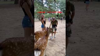 ヒダンの恐怖：鹿と風景を通しての文化の旅  Nara Deer Park in Japan  奈良日 本旅行へずまりゅう奈 良公園 [upl. by Arahsat]