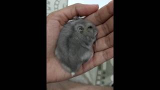 Dwarf hamster sleeping and breathing heavily [upl. by Scheer]