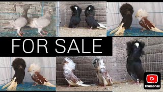 fancy pigeons for sale  kabutar opal for sale [upl. by Ellehcam]