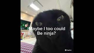 Maybe I too could be ninja 🤨 meme funny cats [upl. by Eniluap45]