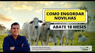 Como engordar novilhas abate com 18 meses [upl. by Larret]