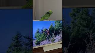 Avcıyı arıyor animal birdlovers forpus instabird istanbul muhabbetkuşu parrot [upl. by Reiser]