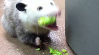 Opossum eating broccoli [upl. by Adnof]