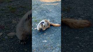 Hoary Marmot in The Yukon marmot groundhog wildlife nature naturelovers yukon canada outdoor [upl. by Martha]