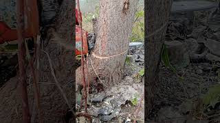 Stihl 500i vs Stihl 400c vs Stihl 291 stihlchainsawman chainsaw cuttingwood madeingermany [upl. by Reldnahc]