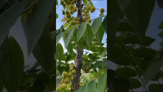 Gooseberry Tree  Grossularia in Thailand gooseberry grossularia tree shorts short [upl. by Darlleen11]