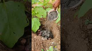 போதும் போதும் சொல்லுவீங்க Tips for more yield in Brinjal plant tamil garden shorts shortsfeed [upl. by Kcirrej]