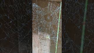 Spiderweb Art nature spider garden [upl. by Phaidra877]