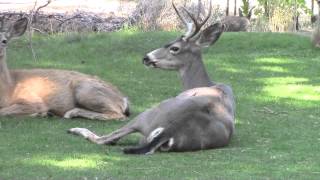 Wild Deer Shot with Arrow Visits Us [upl. by Yelsnit919]