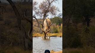 Kudu Drinking Water wildlife animals shortsfeed viralvideo [upl. by Adna71]