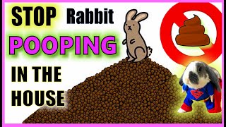 How do I stop my rabbit pooping everywhere  Rabbit Litter Training [upl. by Maxma]