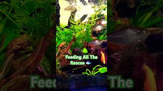 Feeding Rescue Fish In A Planted Cube Aquarium [upl. by Gamin]