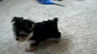 TINY TEACUP MORKIES video 9 [upl. by Nylg]