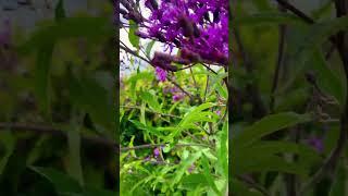 Ironweed end of summer plant pollinators nativeplants flowers shorts [upl. by Dodd]