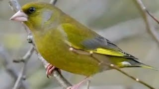 Educar verderón canto Chloris chloris singing [upl. by Aerdma]