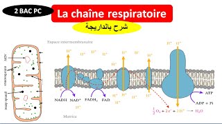 La chaîne respiratoire  Phosphorylation oxydative svt 2 bac PC BIOF شرح بالداريجة [upl. by Essirehc738]