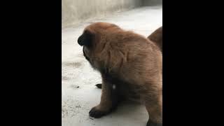 Puppies Belgian Shepherd Malinois  Reservations Canil Malirio malinois dogs [upl. by Seiber]