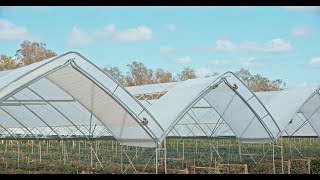 Discover Total Vent Tunnels at Hillwood Berries Queensland [upl. by Liris]