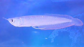 Silver Arowana Fish Tank Setup  Tank Size  Care Guide  Feeding  Tank Mates [upl. by Elodea]