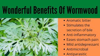 Wormwood Benefits [upl. by Reisman]