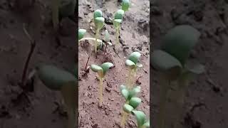 Vegetables Sproutfarmingshortsfeedtrending [upl. by Amlus]