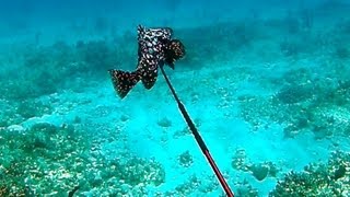 Spearfishing Rare Marbled Grouper  Bahamas Part 2 Teds HoldOver [upl. by Idelson]