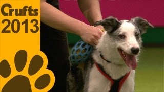 Flyball  Team Finals  Crufts 2013 [upl. by Eiro]