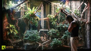 An Invasive Species Could Be THE END to My Giant Rainforest Vivarium [upl. by Alcott]