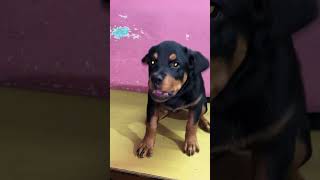 Aggressive Rottweiler puppy shortsfeed rottweiler doglover dog short youtubeshorts ytshots [upl. by Kopaz]