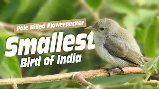 Palebilled flowerpecker Dicaeum erythrorhynchos  The Smallest Bird in India [upl. by Kamp20]