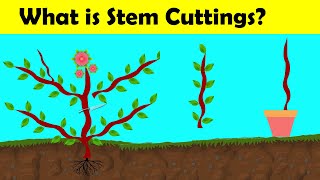 What is cutting l Artificial Propagation Animation [upl. by Wolfie]