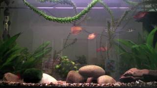 125 Litre Tropical Fish Tank Setup  July 2010 [upl. by Jakie817]