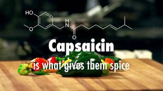 The Spicy Science of Chili Peppers [upl. by Cartan]