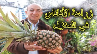 زراعة الاناناس من حبة أناناس في المنزل [upl. by Etnwahs]