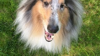 Pulire i denti al cane  Spazzolino elettrico e detartrasi [upl. by Whitaker]