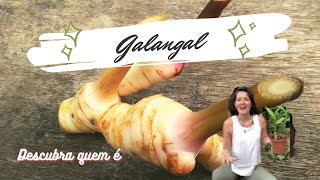 Galangal o gengibretailandês [upl. by Nella]