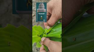 Pi Pressedo insecticide short video status agriculture status [upl. by Zeeba]