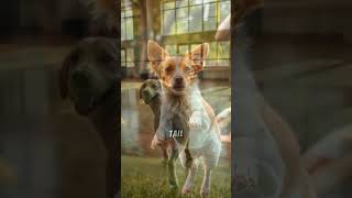 The TailWagging DanceOff 🎶🐕 story dog doglover dogshorts ai [upl. by Ludie972]